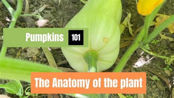 Where does pumpkin live?