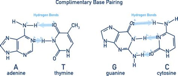 Where is complementary base pairing?