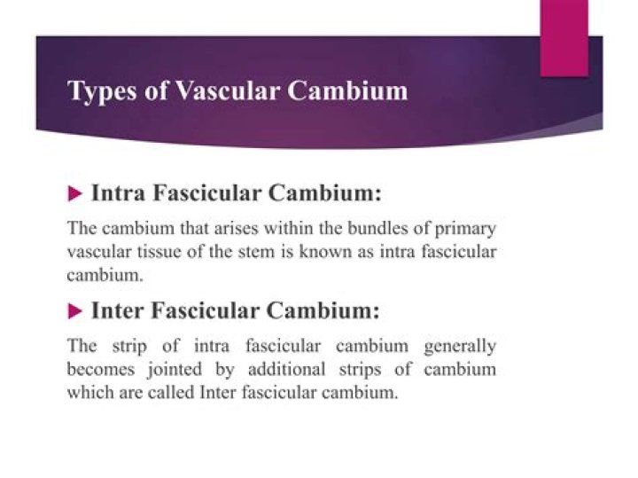 Where is fascicular cambium?