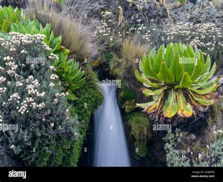 Where is giant groundsel?