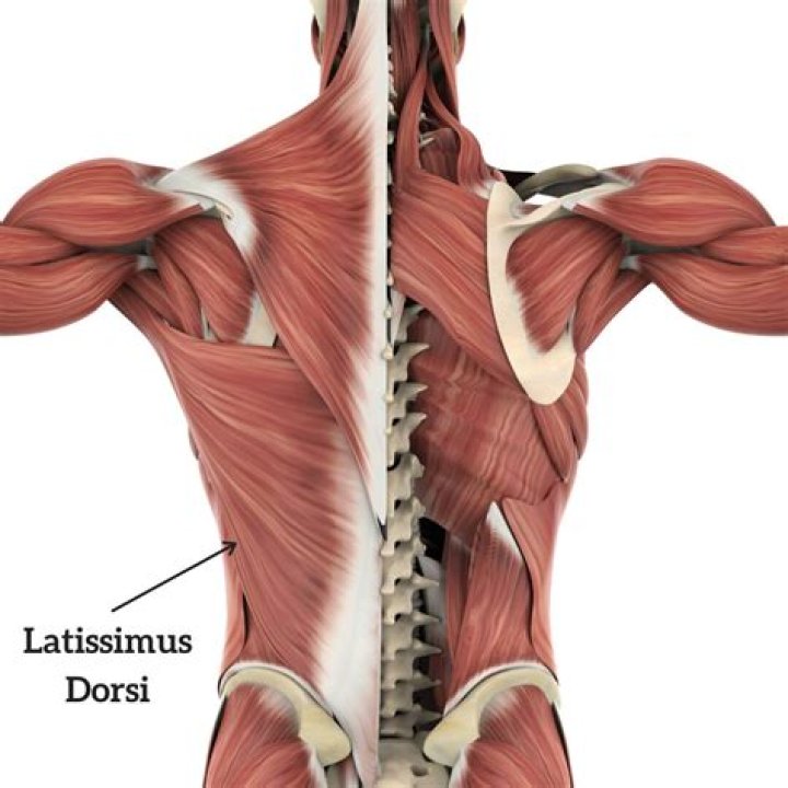 Where is lats muscle?