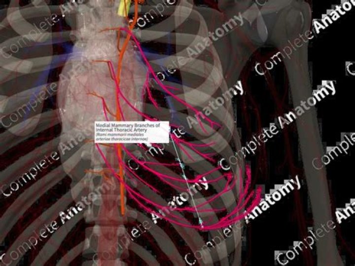 Where is mammary artery?