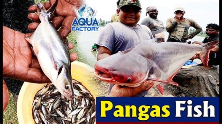 Where is pangasius fish from?