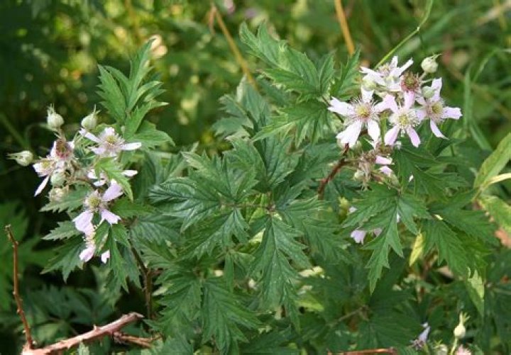 Where is rubus laciniatus native to?