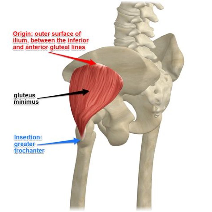 Where is the gluteus minimus tendon?