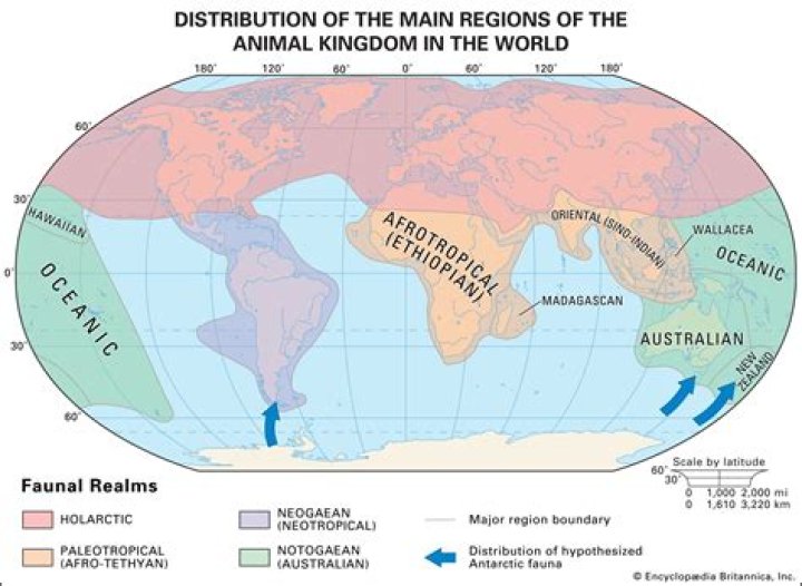Where is the neotropical region?