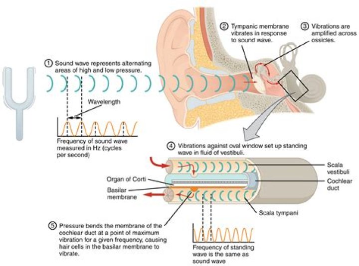 Where is the sound transduced in the ear?