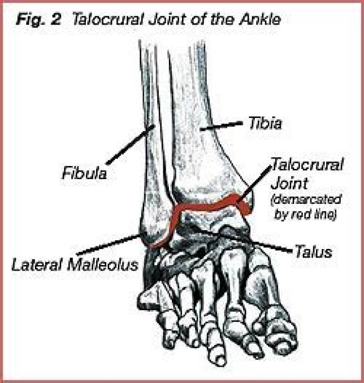 Where is the talocrural joint located?