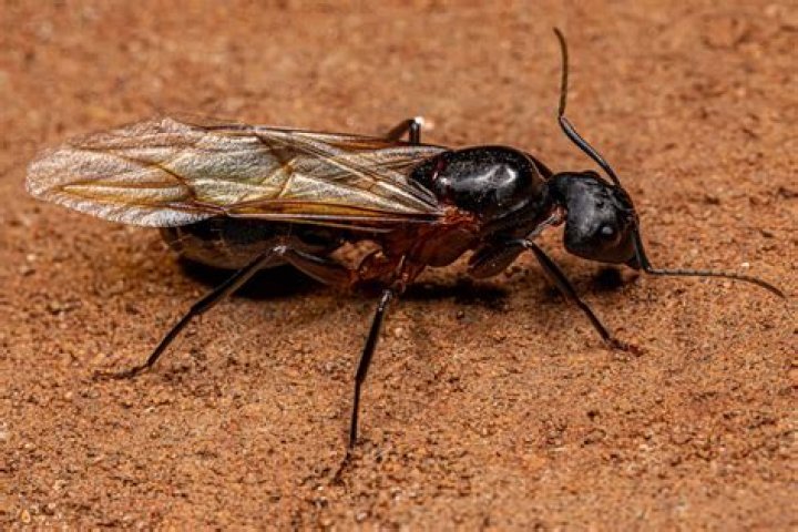 Where is the white ant?