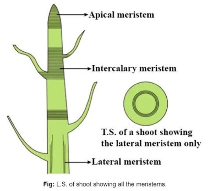 Where meristem is found?