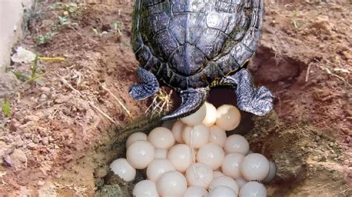 Where reptiles lay their eggs?