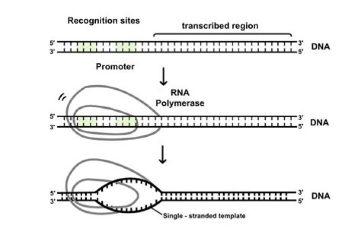 Where rna polymerase binds?