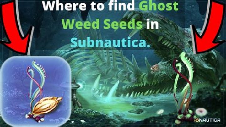 Where to find ghost weed seeds in subnautica?