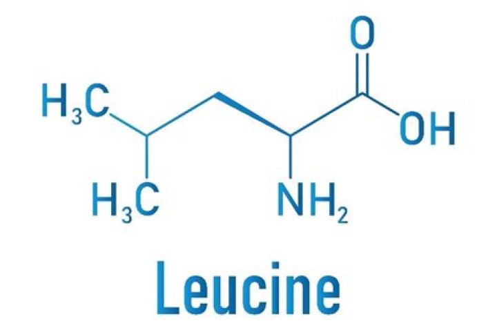 Where to find leucine?