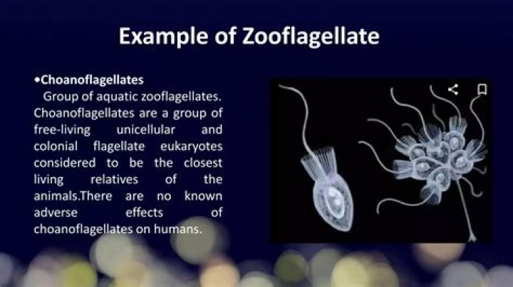 Where to find zooflagellate?