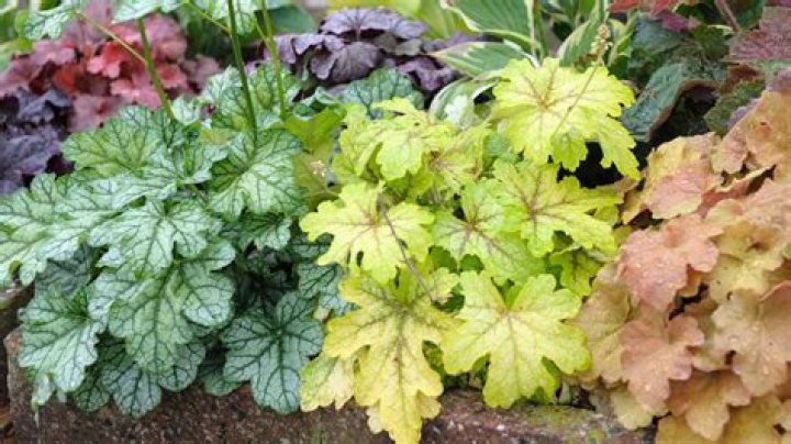 Where to plant heuchera?