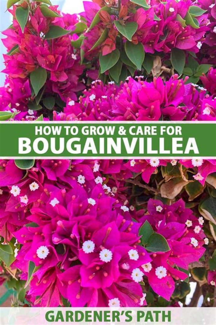 Where to plant my bougainvillea?