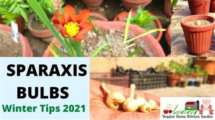 Where to plant sparaxis?