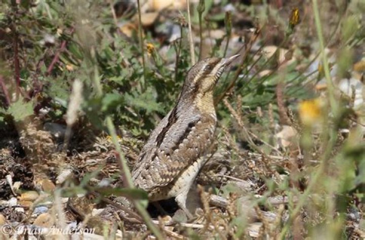Where to see wrynecks?