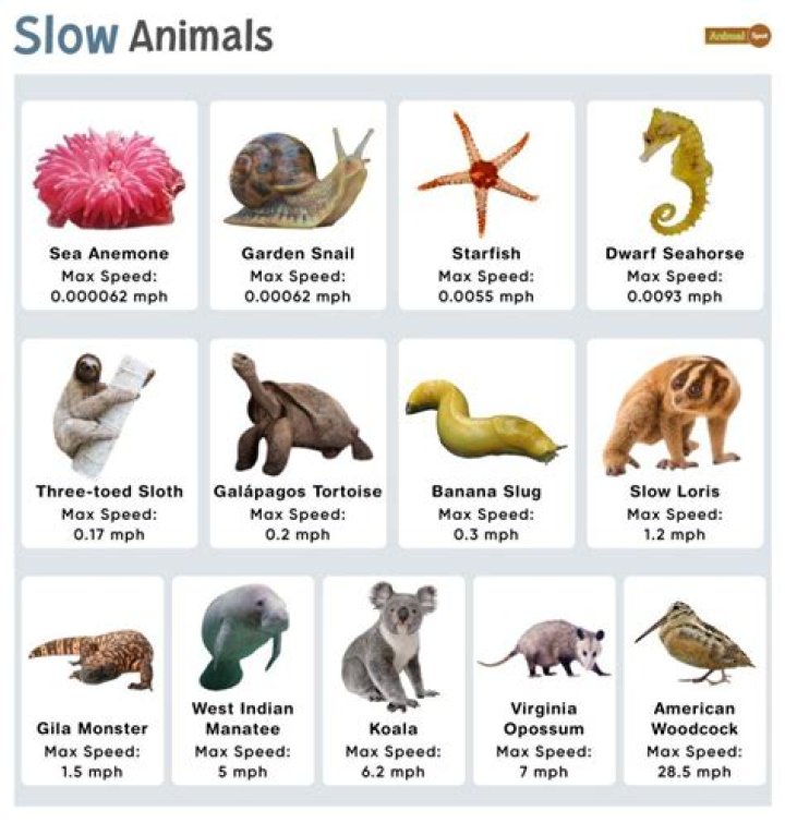 Which animal slow moving and has a shell?