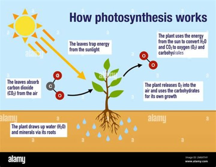 Which biological molecule controls photosynthesis?