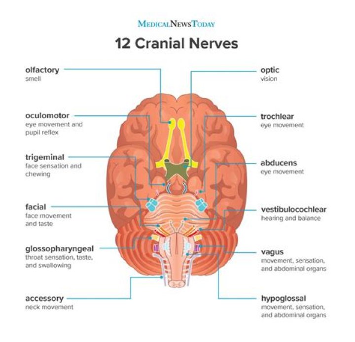Which cranial nerve transmits auditory information?