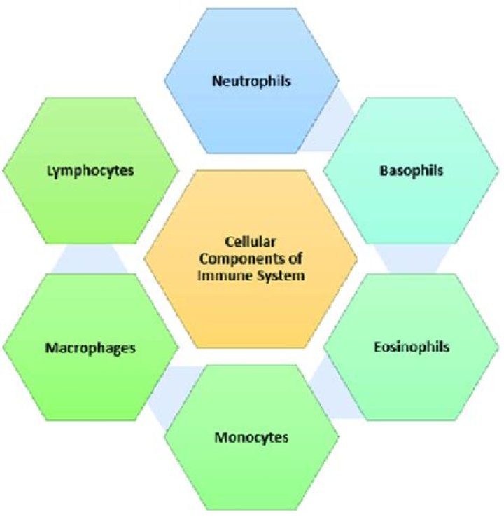 Which does the work of the immune system?