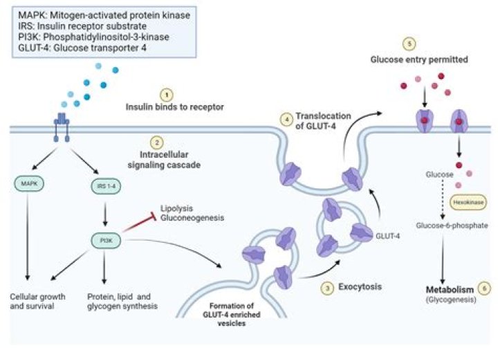Which hormone acts antagonistically to insulin?