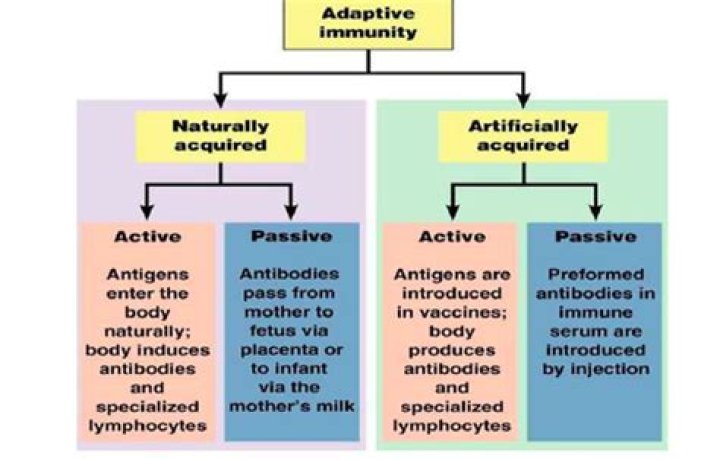 Which is artificial active immunity?