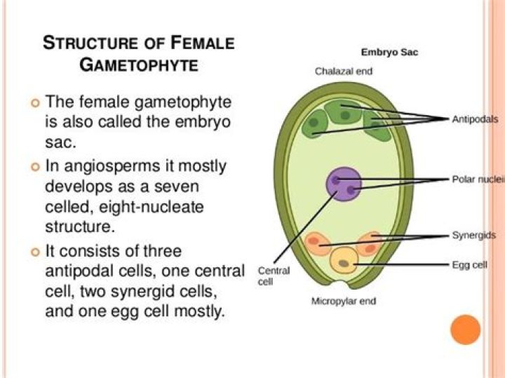Which is meant by monosporic development of female gametophyte?