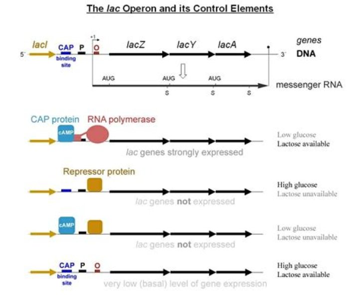 Which is normally lac operon turned on?