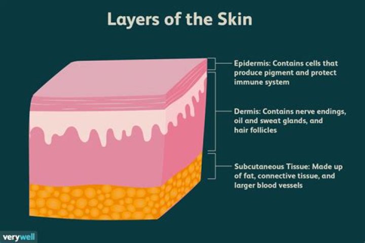 Which layer of the skin is the thickest?