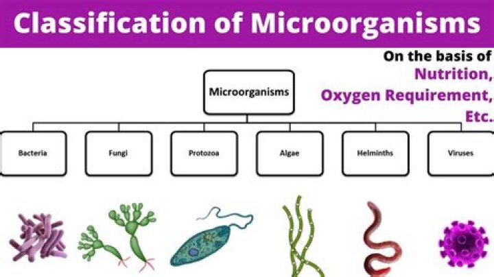 Which microorganism is associated with an exogenous infection?