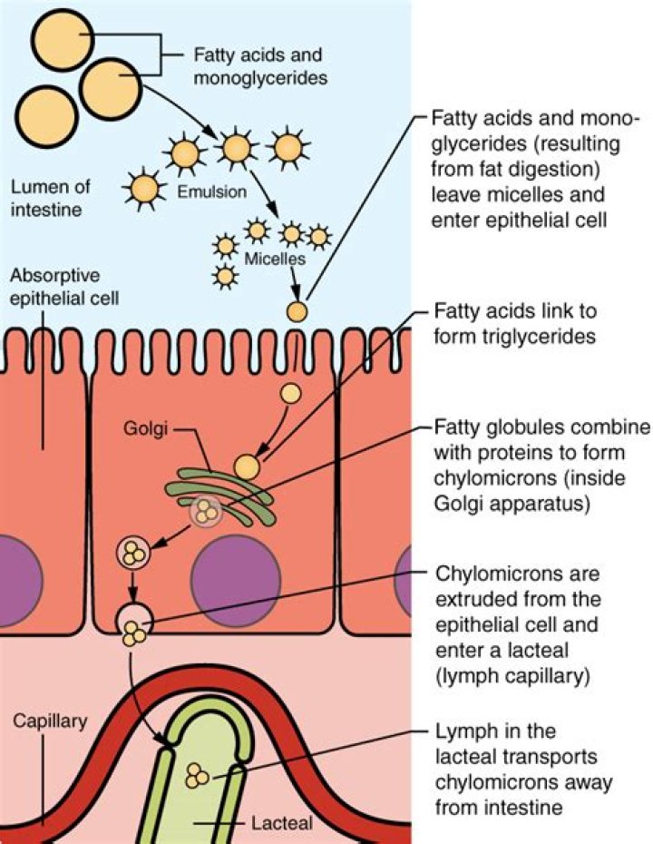 Which of the following are absorbed into lacteals?