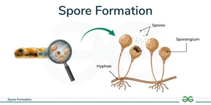 Which of the following are spore forming food pathogens?