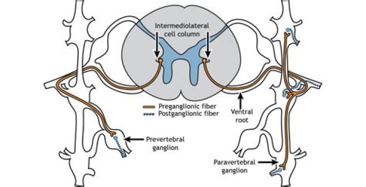 Which of the following describes a preganglionic fiber?