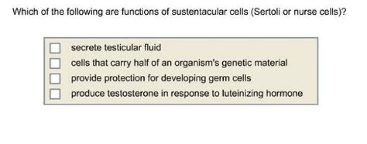 Which of the following is one of the functions of sustentacular cells?
