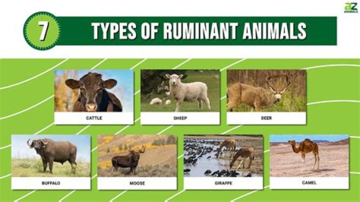 Which of the following is ruminant?