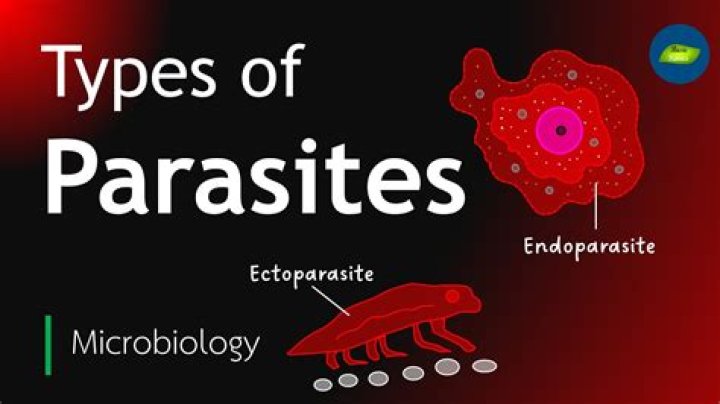 Which parasite named as amoeboflagellate?