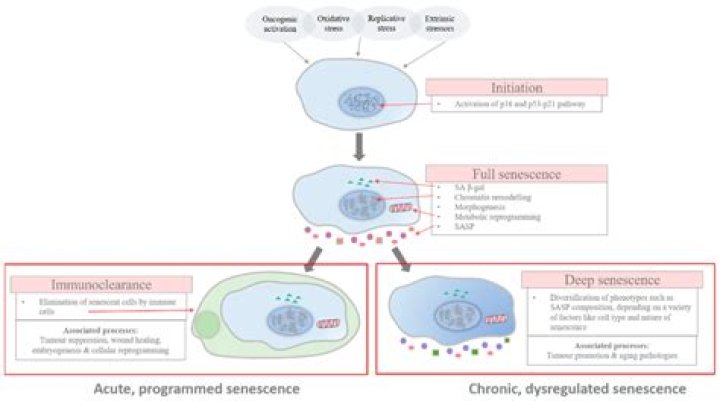 Which process occurs during senescence?