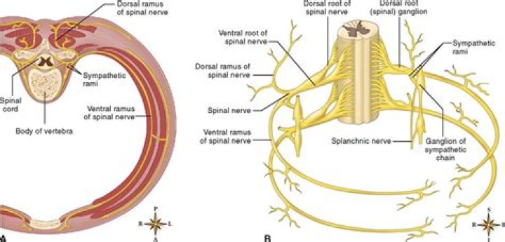 Which spinal nerve ramus is larger?