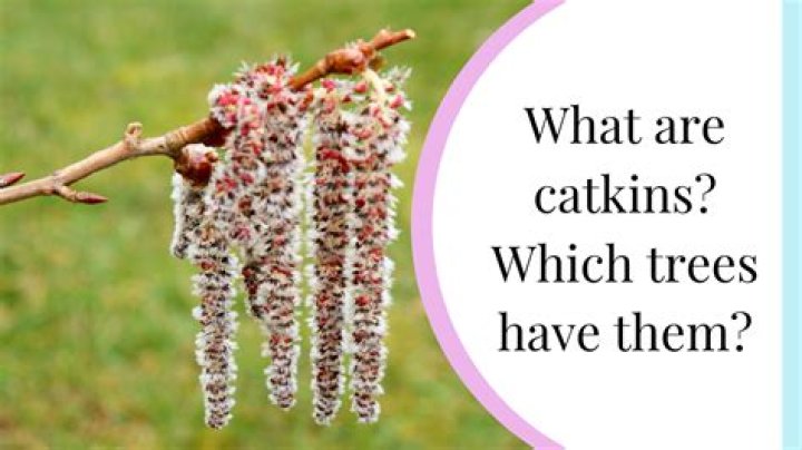 Which trees have red catkins?