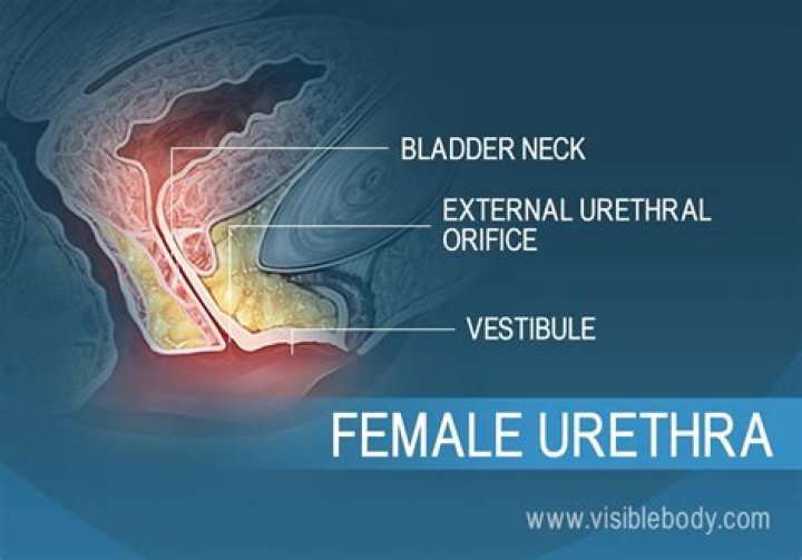 Which ureter is shorter?