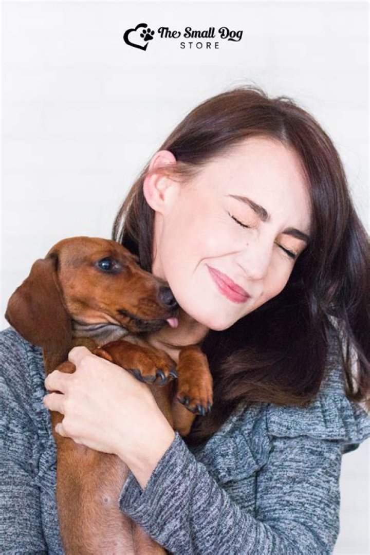 Who do dachshunds lick so much?