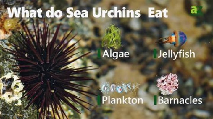 Who eats sea urchins?