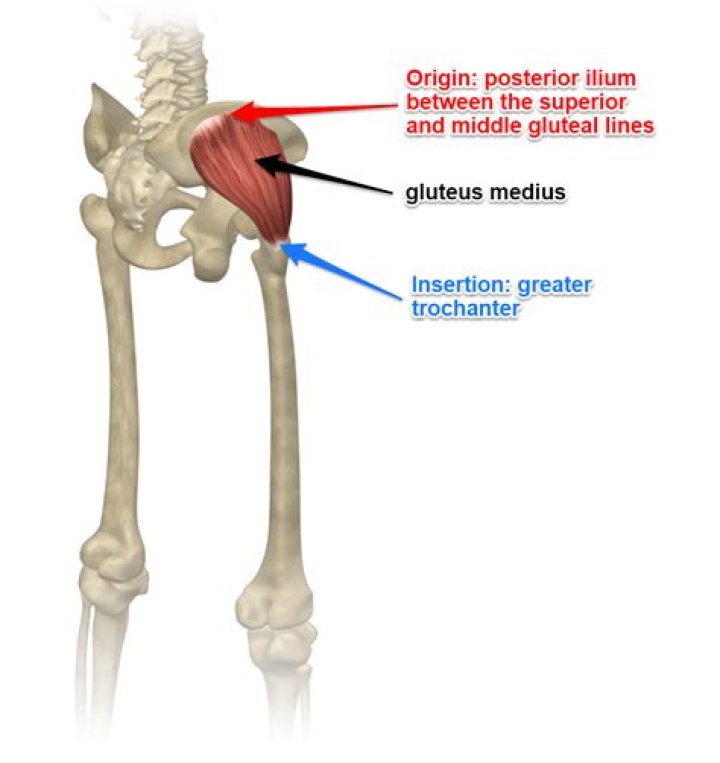 Who is gluteus medius?