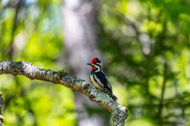 Who said yellow bellied sapsucker?