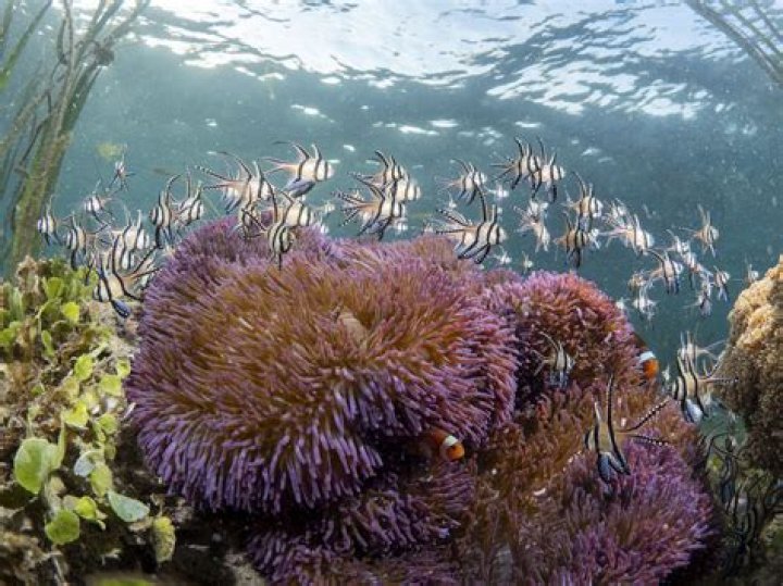 Why are anemones and corals restricted to shallow waters?