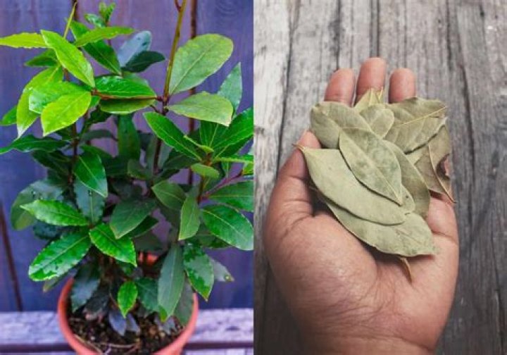 Why are bay leaves edible?