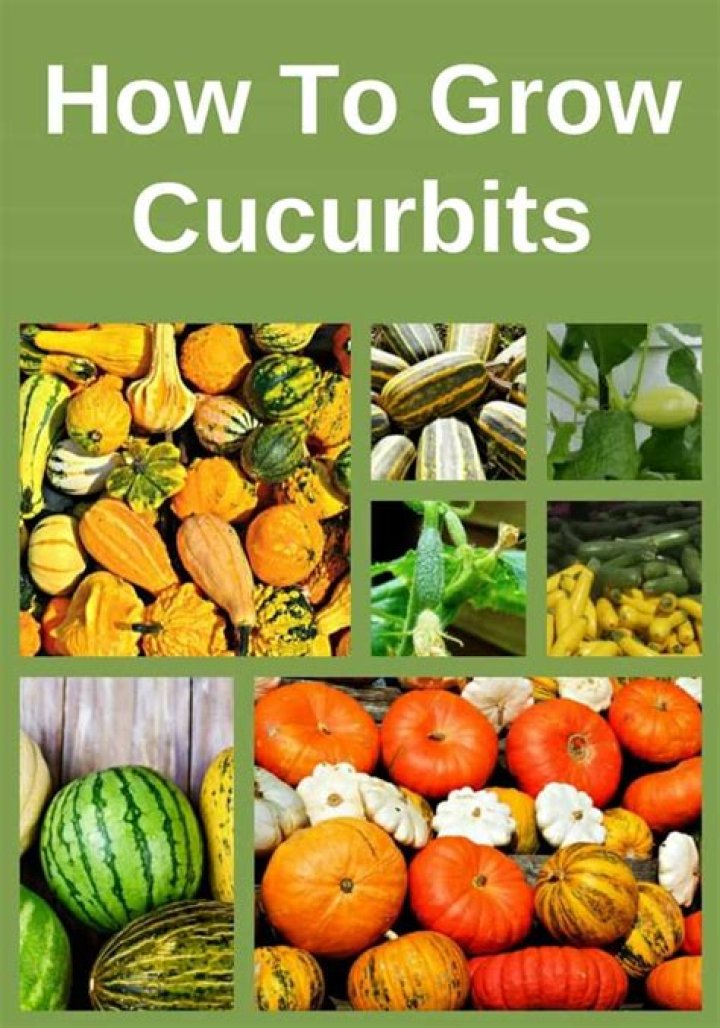 Why are cucurbit plants said to be monoecious?